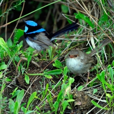 Malurus cyaneus (Superb Fairywren) at Meroo National Park - 13 Feb 2017 by Charles Dove