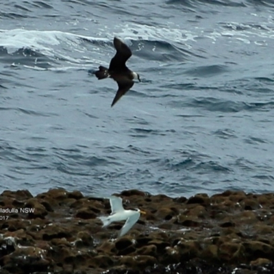 Stercorarius parasiticus (Arctic Jaeger) at Undefined - 15 Feb 2017 by Charles Dove