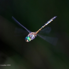 Hemicordulia australiae (Australian Emerald) at Undefined - 9 Feb 2017 by Charles Dove