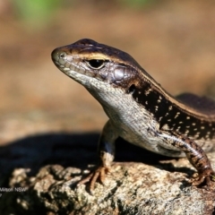 Eulamprus quoyii (Eastern Water Skink) at - 6 Feb 2017 by Charles Dove