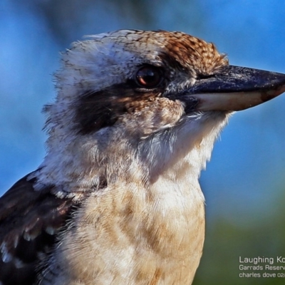 Dacelo novaeguineae (Laughing Kookaburra) at Narrawallee Foreshore and Reserves Bushcare Group - 15 Feb 2017 by CharlesDove