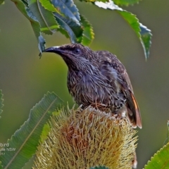 Anthochaera chrysoptera (Little Wattlebird) at South Pacific Heathland Reserve - 20 Feb 2017 by CharlesDove