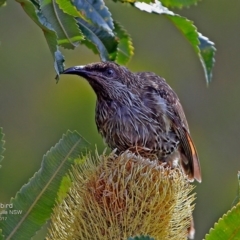 Anthochaera chrysoptera (Little Wattlebird) at South Pacific Heathland Reserve - 19 Feb 2017 by Charles Dove