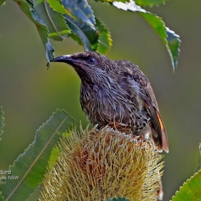 Anthochaera chrysoptera (Little Wattlebird) at South Pacific Heathland Reserve - 19 Feb 2017 by Charles Dove