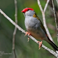 Neochmia temporalis (Red-browed Finch) at Garrads Reserve Narrawallee - 13 Feb 2017 by Charles Dove