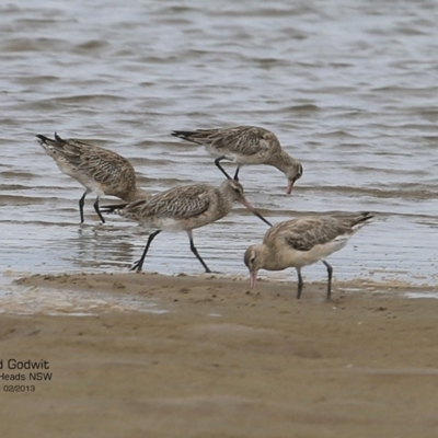 Limosa lapponica (Bar-tailed Godwit) at Undefined - 10 Feb 2017 by CharlesDove