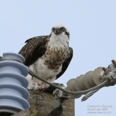 Pandion haliaetus (Osprey) at Undefined - 6 Feb 2017 by Charles Dove