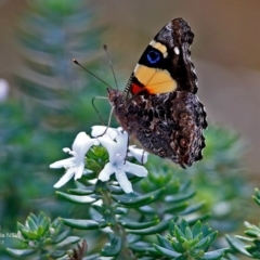 Vanessa itea (Yellow Admiral) at South Pacific Heathland Reserve - 6 Feb 2017 by Charles Dove