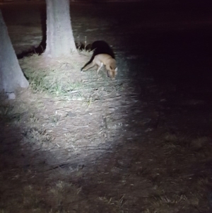 Vulpes vulpes at Kambah, ACT - 5 Jun 2018 05:40 PM