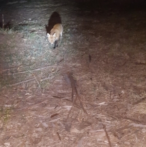 Vulpes vulpes at Kambah, ACT - 5 Jun 2018 05:40 PM