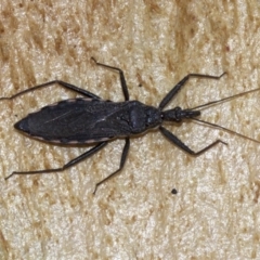 Piestolestes obscurus (Assassin bug) at Acton, ACT - 4 Jun 2018 by jbromilow50