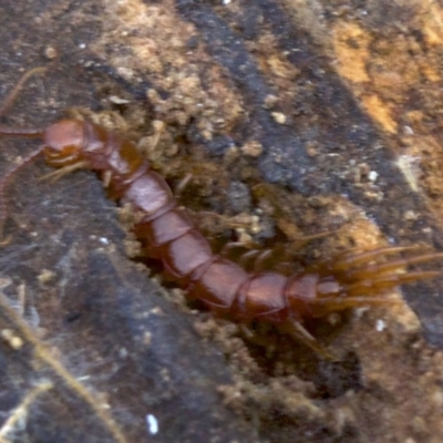 Lithobiomorpha (order) (Unidentified stone centipede) at Acton, ACT - 4 Jun 2018 by jbromilow50