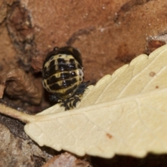 Harmonia conformis (Common Spotted Ladybird) at Higgins, ACT - 5 Jun 2018 by AlisonMilton