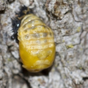 Harmonia conformis at Higgins, ACT - 5 Jun 2018 02:23 PM