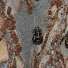 Harmonia conformis at Higgins, ACT - 5 Jun 2018 02:23 PM