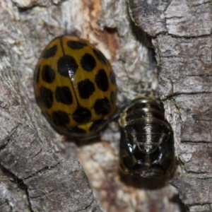 Harmonia conformis at Higgins, ACT - 5 Jun 2018 02:23 PM