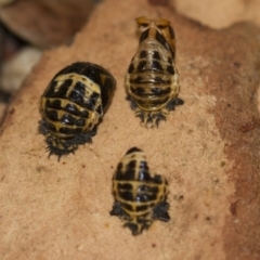 Harmonia conformis at Higgins, ACT - 5 Jun 2018