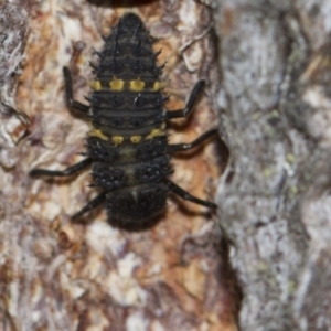 Harmonia conformis at Higgins, ACT - 5 Jun 2018 02:27 PM