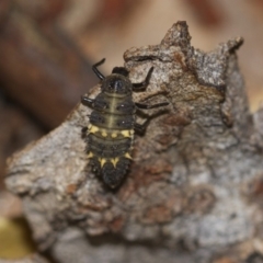 Harmonia conformis at Higgins, ACT - 5 Jun 2018