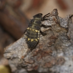 Harmonia conformis at Higgins, ACT - 5 Jun 2018 02:27 PM