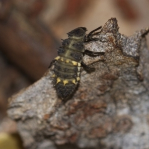 Harmonia conformis at Higgins, ACT - 5 Jun 2018