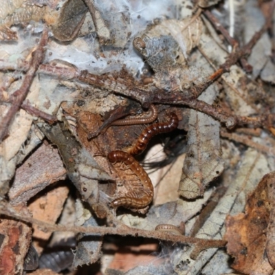 Diplopoda (class) (Unidentified millipede) at Higgins, ACT - 5 Jun 2018 by Alison Milton