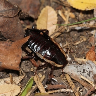 Drymaplaneta communis (Eastern Wood Runner, Common Shining Cockroach) at Higgins, ACT - 5 Jun 2018 by Alison Milton