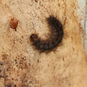 Leptocneria reducta at Higgins, ACT - 5 Jun 2018