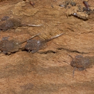 Platybrachys sp. (genus) at Higgins, ACT - 5 Jun 2018 02:42 PM