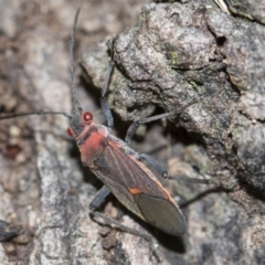 Leptocoris mitellatus (Leptocoris bug) at Higgins, ACT - 5 Jun 2018 by AlisonMilton