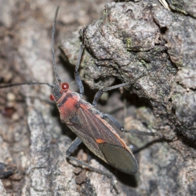 Leptocoris mitellatus (Leptocoris bug) at Higgins, ACT - 5 Jun 2018 by AlisonMilton