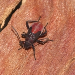 Leptocoris mitellatus at Higgins, ACT - 5 Jun 2018