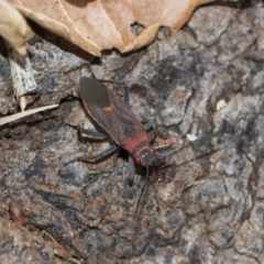 Leptocoris mitellatus at Higgins, ACT - 5 Jun 2018 02:44 PM