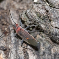 Leptocoris mitellatus at Higgins, ACT - 5 Jun 2018