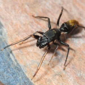 Myrmarachne luctuosa at Point 79 - 29 May 2018 09:52 PM