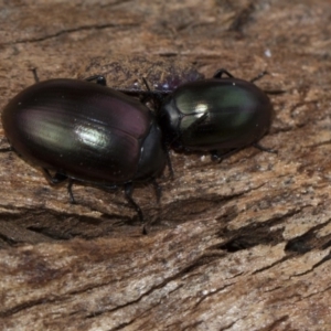 Chalcopteroides spectabilis at Scullin, ACT - 5 Jun 2018