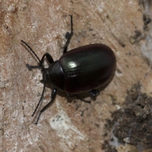 Chalcopteroides spectabilis at Scullin, ACT - 5 Jun 2018