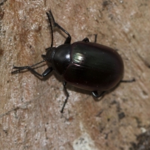 Chalcopteroides spectabilis at Scullin, ACT - 5 Jun 2018