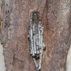 Clania ignobilis (Faggot Case Moth) at Scullin, ACT - 5 Jun 2018 by AlisonMilton