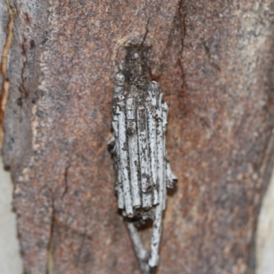 Clania ignobilis (Faggot Case Moth) at Scullin, ACT - 5 Jun 2018 by AlisonMilton