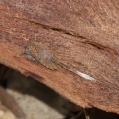 Platybrachys sp. (genus) (A gum hopper) at Scullin, ACT - 5 Jun 2018 by AlisonMilton