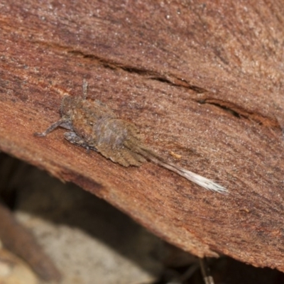 Platybrachys sp. (genus) (A gum hopper) at Scullin, ACT - 5 Jun 2018 by AlisonMilton