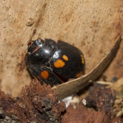 Paropsisterna octosignata (Eucalyptus leaf beetle) at Scullin, ACT - 5 Jun 2018 by Alison Milton