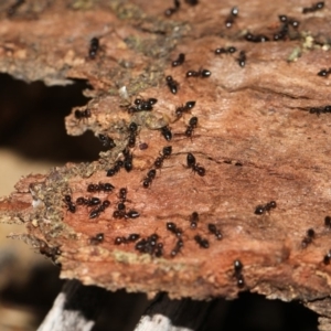 Crematogaster sp. (genus) at Scullin, ACT - 5 Jun 2018