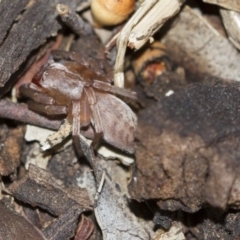 Clubiona sp. (genus) (Unidentified Stout Sac Spider) at Scullin, ACT - 5 Jun 2018 by Alison Milton