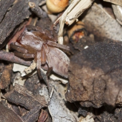 Clubiona sp. (genus) (Unidentified Stout Sac Spider) at Scullin, ACT - 5 Jun 2018 by AlisonMilton