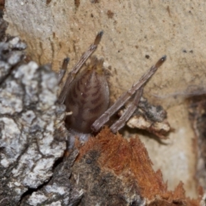 Clubiona sp. (genus) at Scullin, ACT - 5 Jun 2018 03:31 PM