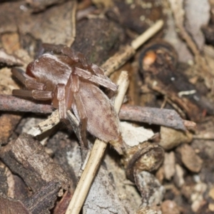 Clubiona sp. (genus) at Scullin, ACT - 5 Jun 2018 03:31 PM