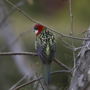 Platycercus eximius at Higgins, ACT - 3 Jun 2018