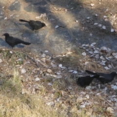 Corcorax melanorhamphos (White-winged Chough) at Holt, ACT - 28 May 2018 by Alison Milton